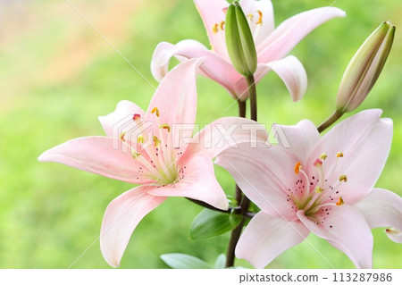 Pale pink lily, large flower, oriental hybrid, green natural background Pale pink lily, large flower, oriental hybrid, green natural background 113287986