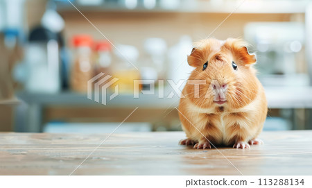 Cute pet, red guinea pig on an empty tabletop, against background of shelves with medical medicines. The concept of animal health, feeding and caring for them. Horizontal frame, copy space Cute pet, red guinea pig on an empty tabletop, against background of shelves with medical medicines. The concept of animal health, feeding and caring for them. Horizontal frame, copy space 113288134