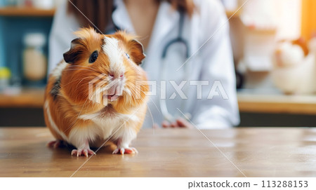 Cute pet, red guinea pig in the veterinarian's office, against the background of a blurred silhouette of the doctor. Animal health concept, feeding and caring for them Cute pet, red guinea pig in the veterinarian's office, against the background of a blurred silhouette of the doctor. Animal health concept, feeding and caring for them 113288153