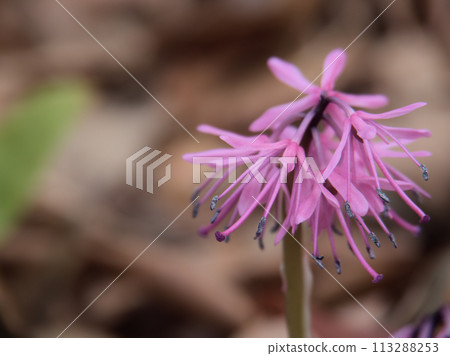 三月盛開的紫色少女果釜 113288253