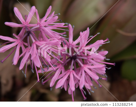 三月盛開的紫色少女果釜 113288254