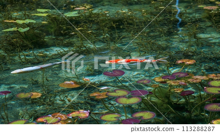 Colorful Nishikigoi swimming gracefully in an extremely clear pond Colorful Nishikigoi swimming gracefully in an extremely clear pond 113288287