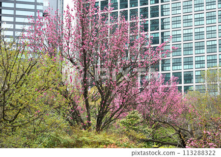 濱離宮恩賜庭園的花桃 113288322