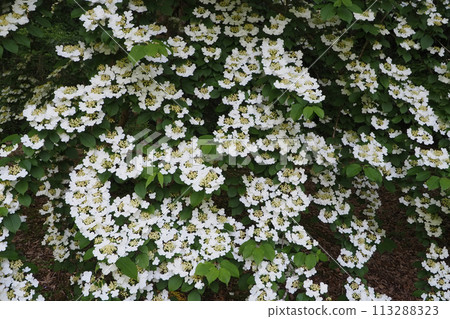 Yabudemari flower 113288323