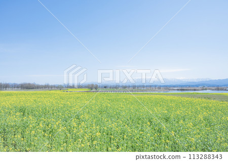 Niigata, Fukushimagata rapeseed field Niigata, Fukushimagata rapeseed field 113288343