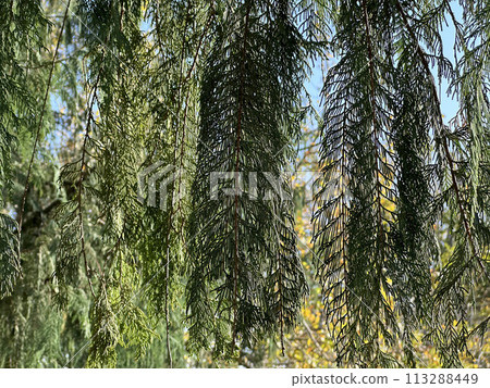 Branches of Bhutan cypress or Kashmir cypress (Latin - Cupressus cashmeriana) Branches of Bhutan cypress or Kashmir cypress (Latin - Cupressus cashmeriana) 113288449