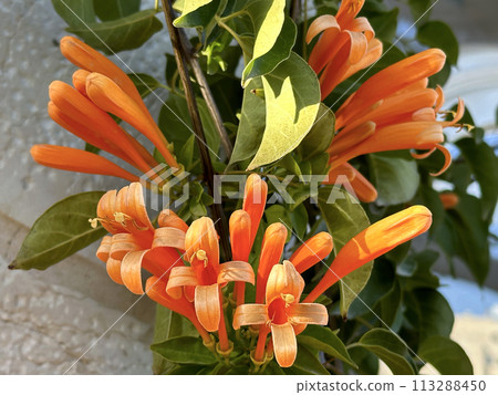 Flamevine or orange trumpet vine (lat.- Pyrostegia) Flamevine or orange trumpet vine (lat.- Pyrostegia) 113288450