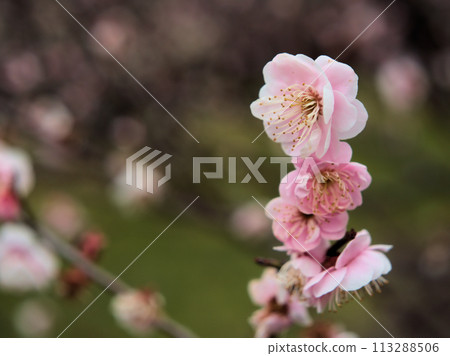 Plum blossoms blooming in March "Ichiryu" Plum blossoms blooming in March "Ichiryu" 113288506