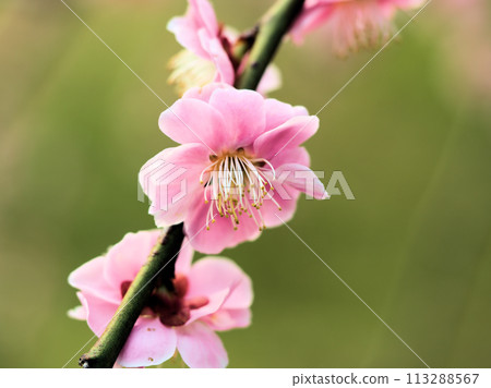 "Kureha Shidare" plum blossoms blooming in March 113288567