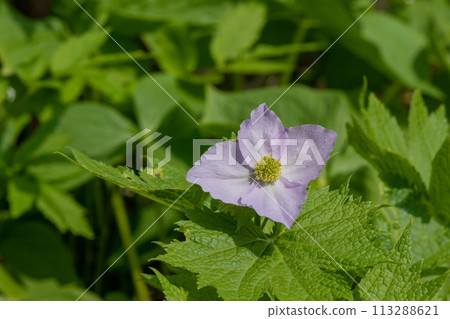 盛開的丁香錦葵 113288621