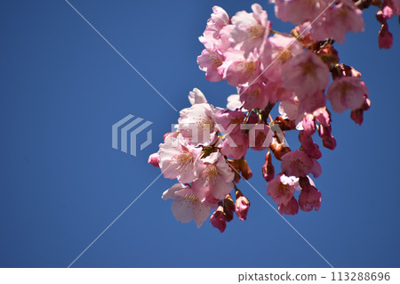 Pink Shuzenji winter cherry blossoms shining against the blue sky 113288696