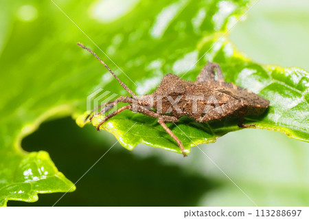 Hojoki bug 113288697