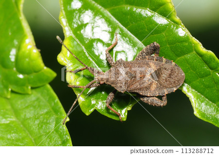 Hojoki bug 113288712
