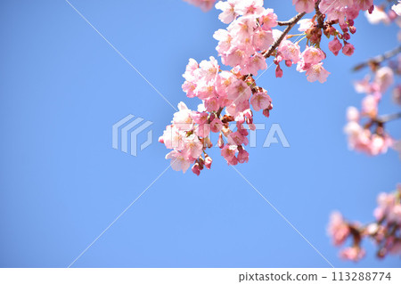 Pink Shuzenji winter cherry blossoms shining against the blue sky Pink Shuzenji winter cherry blossoms shining against the blue sky 113288774