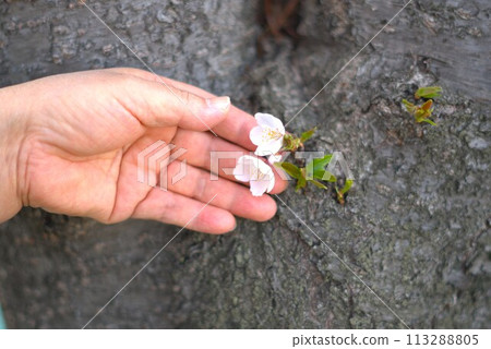 female hand and cherry blossom on tree female hand and cherry blossom on tree 113288805