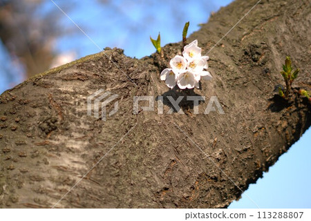 white cherry blossom on old tree in the park white cherry blossom on old tree in the park 113288807