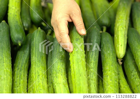 fresh cucumbers in the market 113288822