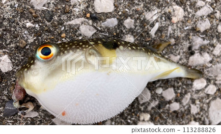 有明海捕獲的草河豚 有明海捕獲的草河豚 113288826