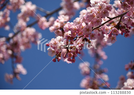 Pink Shuzenji winter cherry blossoms shining against the blue sky Pink Shuzenji winter cherry blossoms shining against the blue sky 113288830