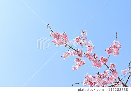 Weeping cherry blossoms Spring image Material 113288888
