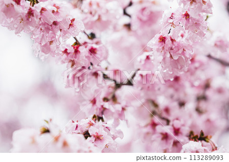 櫻花盛開 櫻花盛開 113289093