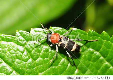 Kubi Akatra Kamikiri 113289115