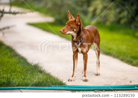 Australian Kelpie puppy outside in the yard on the green lawn Australian Kelpie puppy outside in the yard on the green lawn 113289150