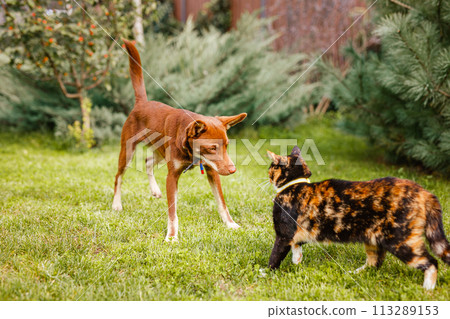 Australian Kelpie puppy lying outside on green lawn, playing with cats and having fun 113289153