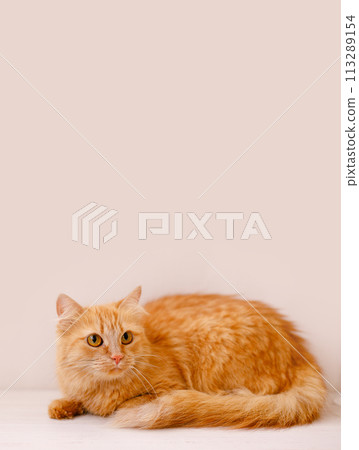 A red, fluffy, beautiful cat lies on a white windowsill by a flower pot and looks frightened 113289154
