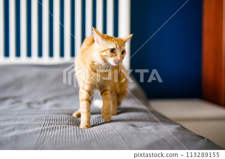 A red-haired little kitten with huge ears sits on a bed with a gray blanket and looks around 113289155