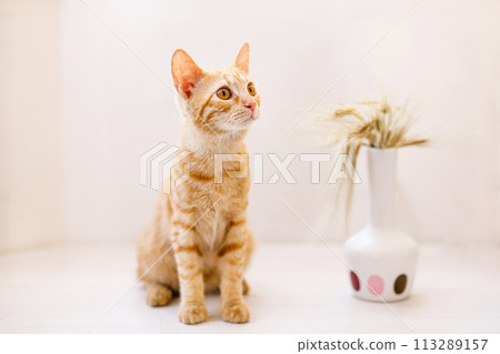 The red-haired kitten sits on the table and sniffs an ear of wheat in a vase 113289157