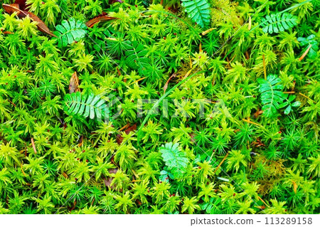 Mossy forest scenery at Shirakome Pond in the northern Yatsugatake Mountains 113289158