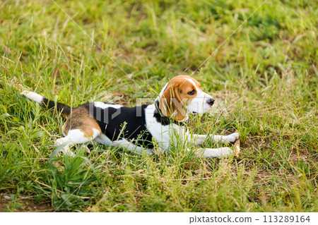 Young beagle lying in green grass in a field and lit by the setting sun 113289164