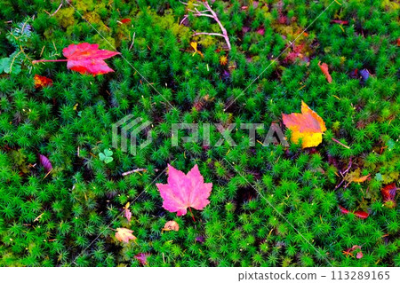 Mossy forest scenery at Shirakome Pond in the northern Yatsugatake Mountains 113289165