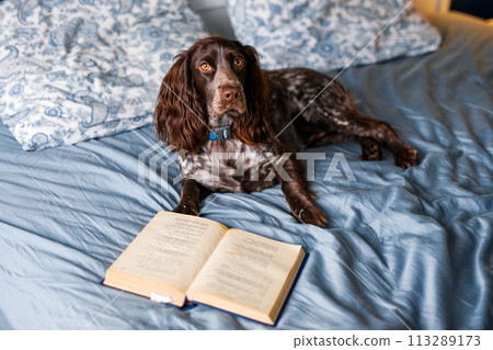 A brown spaniel lies on the bed with a book and yawns 113289173
