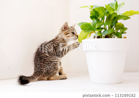 A little striped kitten sits on a white table, sniffing a flower in a pot and playing. Home comfort concept A little striped kitten sits on a white table, sniffing a flower in a pot and playing. Home comfort concept 113289182