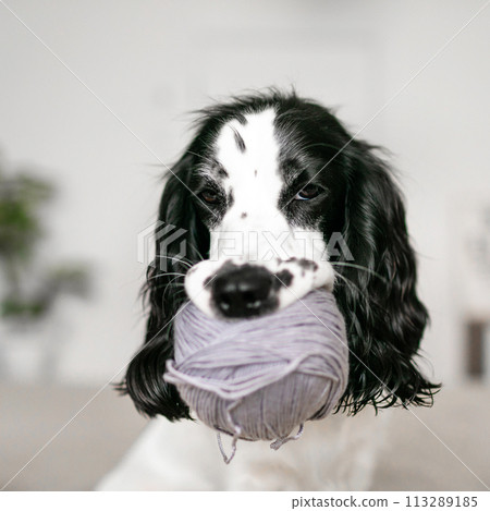 Playful Spaniel Puppy Engrossed in Woolen Ball Adventure on Bed Playful Spaniel Puppy Engrossed in Woolen Ball Adventure on Bed 113289185