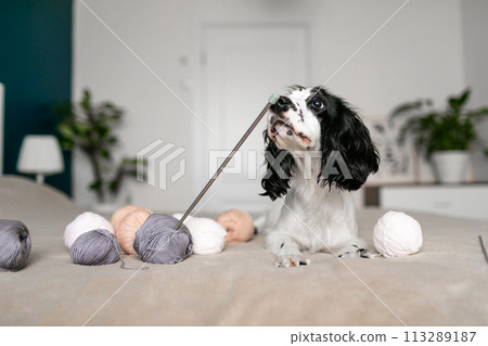 Curious Spaniel Puppy Explores Woolen Threads Amidst Bedtime Fun Curious Spaniel Puppy Explores Woolen Threads Amidst Bedtime Fun 113289187