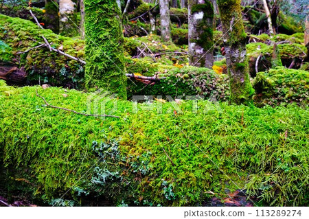 北八岳的白駒池，苔蘚森林的風景 113289274