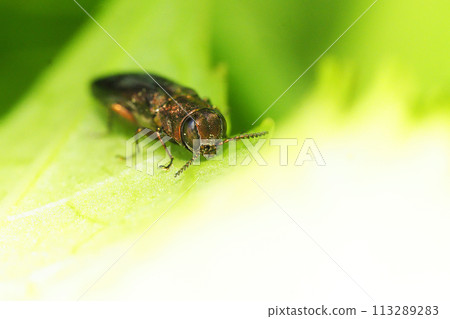 Daimyo longhorn beetle Daimyo longhorn beetle 113289283