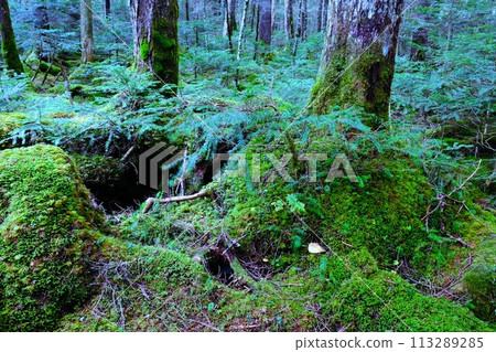 Mossy forest scenery at Shirakome Pond in the northern Yatsugatake Mountains 113289285