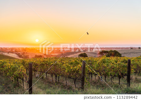 McLaren Vale wine region vineyards 113289442