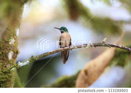 Chamnetery蜂鳥 113289803