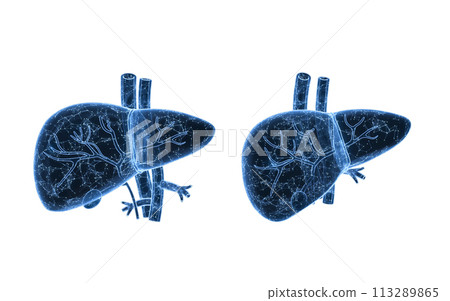 Liver organ with health care concept, 3d rendering. Liver organ with health care concept, 3d rendering. 113289865