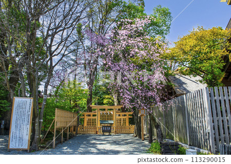 Yokohama City, Iseyama Imperial Shrine, Omiwa Shrine with Three Torii Gates 113290015