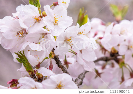 Cherry blossom 113290041