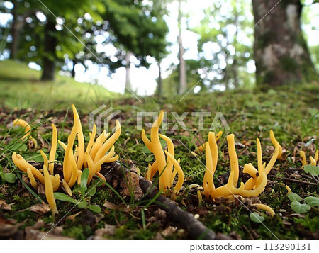 Ecological photo of Naginata mushroom Ecological photo of Naginata mushroom 113290131