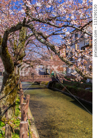 晚上的城崎溫泉櫻花～櫻花橋附近～（兵庫縣～城崎溫泉） 113290150