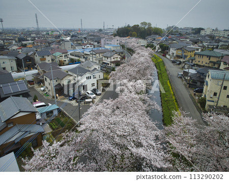 The famous cherry blossom viewing spot of Koedo Kawagoe, Shingashi River, Kawagoe City, Saitama Prefecture (aerial photography by drone) 113290202