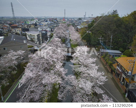 The famous cherry blossom viewing spot of Koedo Kawagoe, the Shingashi River and Hikawa Bridge, Kawagoe City, Saitama Prefecture (aerial photography by drone) 113290204